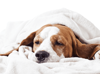 chien stressé